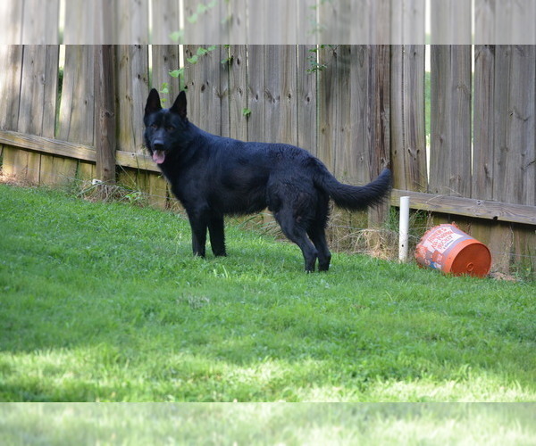 Medium Photo #1 German Shepherd Dog Puppy For Sale in POWDER SPRINGS, GA, USA