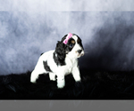 Small Photo #8 Cocker Spaniel Puppy For Sale in MILLERSBURG, IN, USA