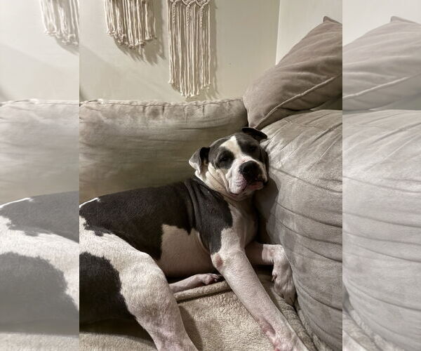 Medium Photo #12 Mutt Puppy For Sale in Doylestown, PA, USA