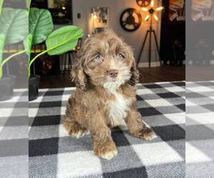 Cock-A-Poo Puppy for sale in FRANKLIN, IN, USA