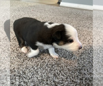 Small Photo #11 Australian Shepherd Puppy For Sale in EXETER, MO, USA