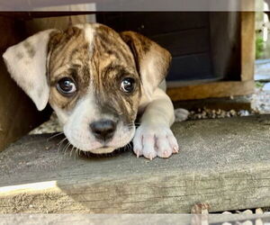 American Pit Bull Terrier-Unknown Mix Dogs for adoption in Wyoming, MI, USA