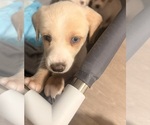 Small Photo #26 Alaskan Husky-Cock-A-Poo Mix Puppy For Sale in YONKERS, NY, USA