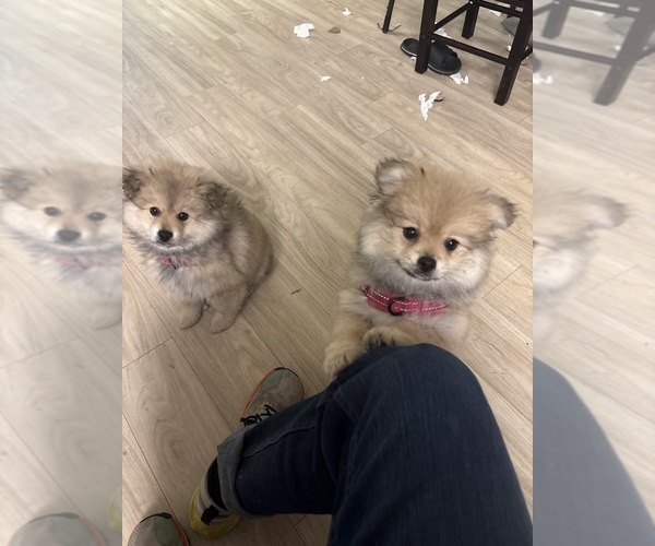 Medium Photo #4 Pomeranian Puppy For Sale in SAN FRANCISCO, CA, USA
