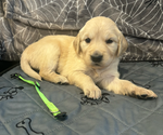 Puppy Ivy Golden Retriever