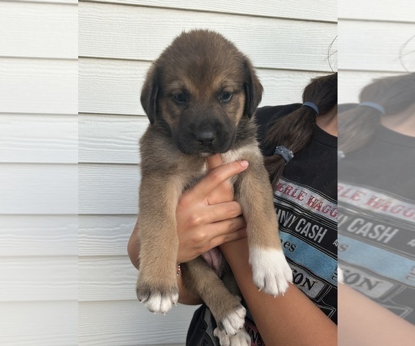 Medium Photo #3 Labrenees Puppy For Sale in BELTON, TX, USA