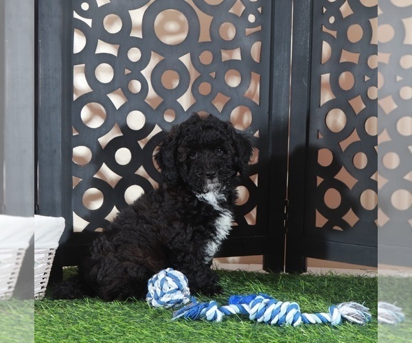 Medium Photo #4 Poodle (Miniature) Puppy For Sale in MOUNT VERNON, OH, USA
