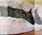 Small Photo #2 Belgian Malinois Puppy For Sale in HOUSTON, TX, USA