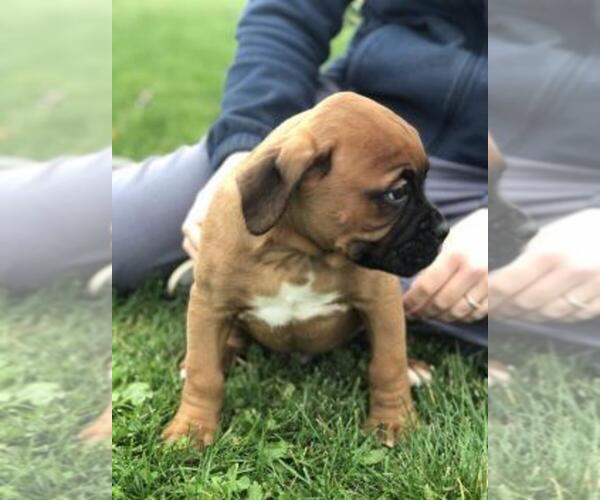Medium Photo #4 Boxer Puppy For Sale in ASHLAND, OH, USA