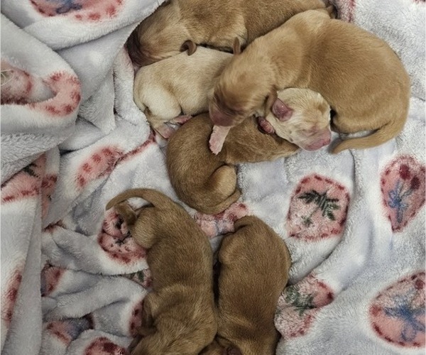 Medium Photo #9 Borador Puppy For Sale in SANTA MARIA, CA, USA