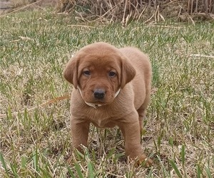 Labrador Retriever Puppy for sale in MC GAHEYSVILLE, VA, USA