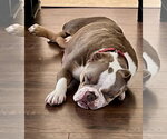 Small #7 American Staffordshire Terrier Mix