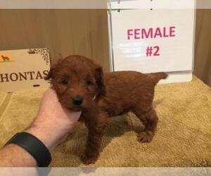 Goldendoodle Puppy for sale in YORKTOWN, IN, USA