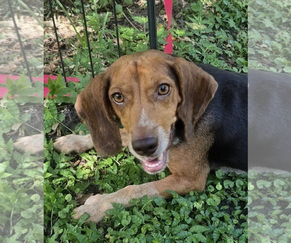 Medium Photo #4 Beagle Puppy For Sale in Dunnellon, FL, USA