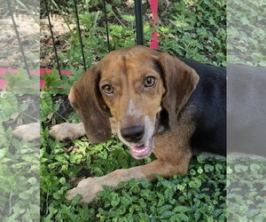 Rue - Female Beagle Dog for Adoption - Photo #4