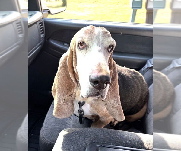 Medium Photo #1 Basset Hound Puppy For Sale in Brookville, OH, USA