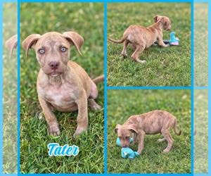 Mutt Dogs for adoption in Blacksburg, SC, USA