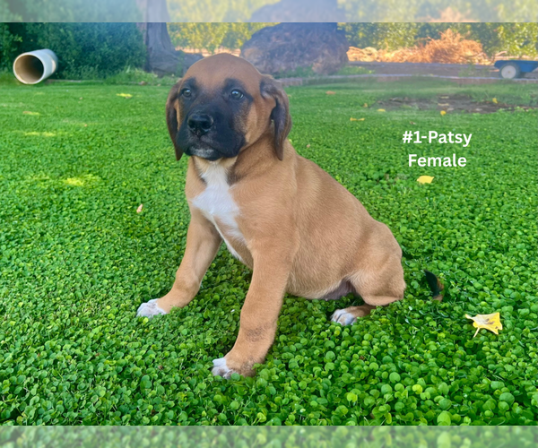 Medium Photo #2 American Mastiff-Saint Bernard Mix Puppy For Sale in HATCH, NM, USA