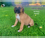 Small #1 American Mastiff-Saint Bernard Mix