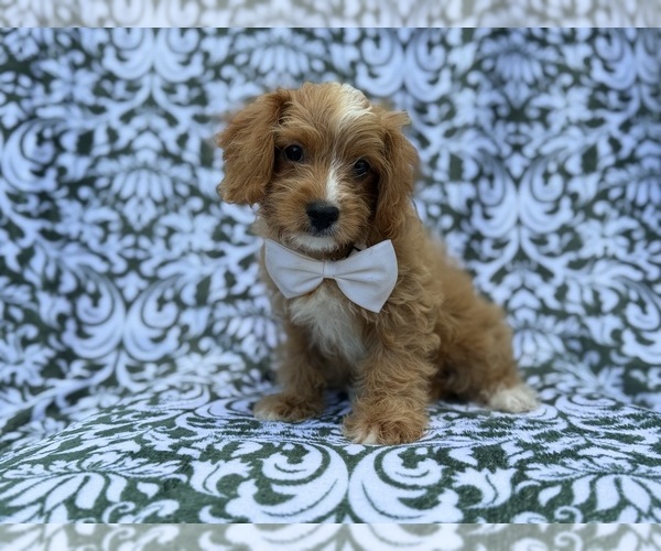 Medium Photo #4 Cavapoo (Miniature) Puppy For Sale in LAKELAND, FL, USA