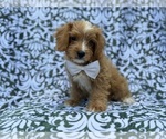 Moose - Male Cavapoo (Miniature) Puppy for Sale - Photo #4