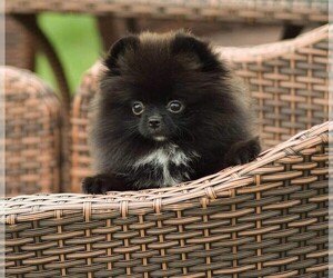 Pomeranian Puppy for sale in DES PLAINES, IL, USA