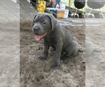 Small Cane Corso