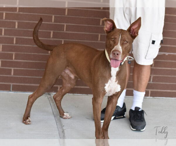 Medium Photo #7 American Pit Bull Terrier-Huskies  Mix Puppy For Sale in The Woodlands, TX, USA