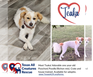 Poochon Dogs for adoption in Lillian, TX, USA