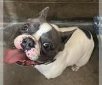Small #2 French Bulldog
