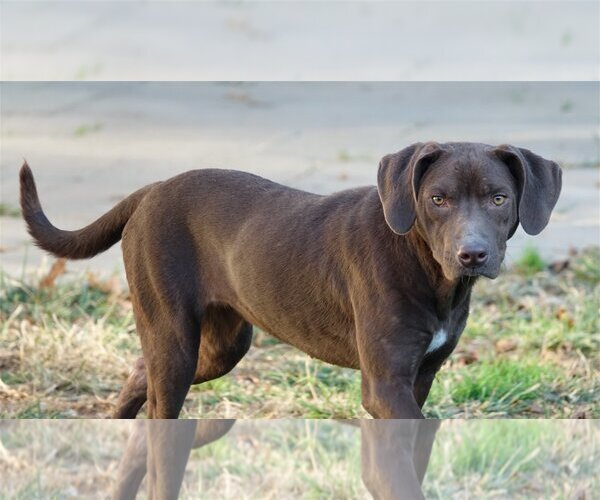 Medium Photo #2 Labrador Retriever-Unknown Mix Puppy For Sale in Stafford, VA, USA