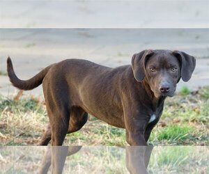 Violet - Female Labrador Retriever-Unknown Mix Dog for Adoption - Photo #2