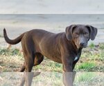 Small Photo #2 Labrador Retriever-Unknown Mix Puppy For Sale in Stafford, VA, USA