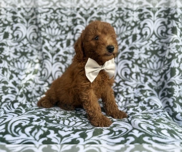 Medium Photo #8 Goldendoodle (Miniature) Puppy For Sale in LAKELAND, FL, USA