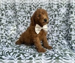 Small #7 Goldendoodle (Miniature)