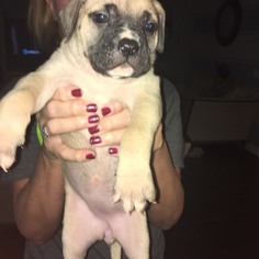 American Bulldog-Bullmastiff Mix Puppy for sale in MONCKS CORNER, SC, USA