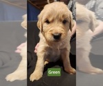 Puppy Green Labrador Retriever