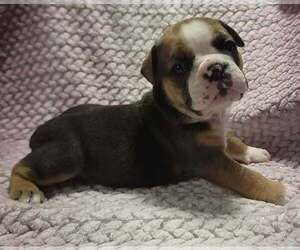 Olde English Bulldogge Puppy for sale in ATHOL, ID, USA