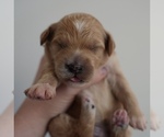 Puppy Gardenia Goldendoodle (Miniature)