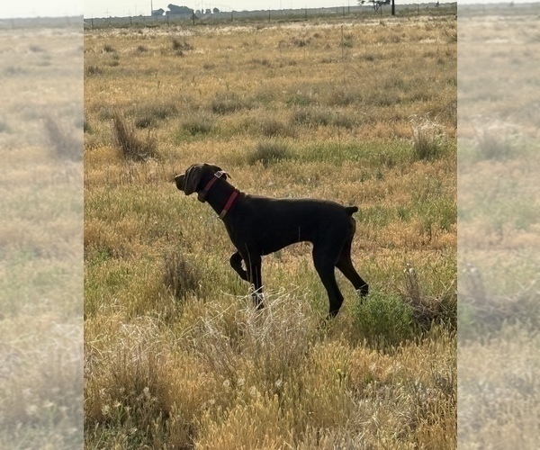 Medium Photo #3 German Shorthaired Pointer Puppy For Sale in HASKELL, TX, USA