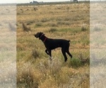 Small #2 German Shorthaired Pointer