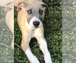Small Photo #8 Great Dane Puppy For Sale in LONG BEACH, CA, USA