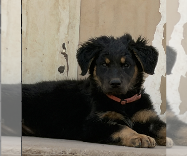Medium Photo #1 Shepweiller Puppy For Sale in Coralville, IA, USA