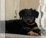 Small Shepweiller