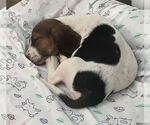 Small #4 Bagle Hound