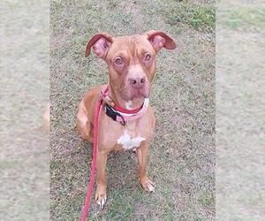 American Staffordshire Terrier Dogs for adoption in Fort Lauderdale, FL, USA