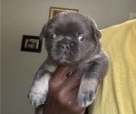Puppy Puppy 2 French Bulldog
