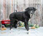 Small Photo #6 Australian Cattle Dog-Miniature Australian Shepherd Mix Puppy For Sale in SULLIVAN, OH, USA