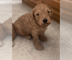 Puppy 1 Goldendoodle