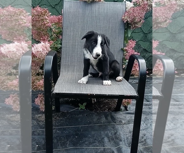 Medium Photo #1 Border Collie Puppy For Sale in FREDERICKSBURG, OH, USA